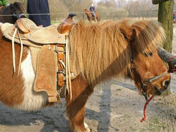 A cute little pony waiting for a ride!