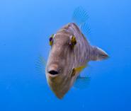 Goat Island Dive and Snorkel - OPEN FOR THE SEASON Leigh (0985) Scuba Diving Courses _small