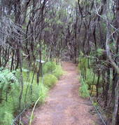lovely bush walk through the park