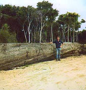 John at Giant logs in front of Gumdiggers Park