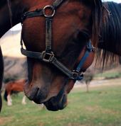 Ben Lomond Horse Treks Queenstown (9300) Horse Riding Venues 3_small