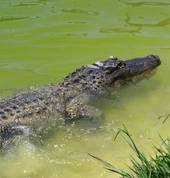 Alligator