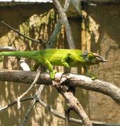 Male Jacksons chameleon