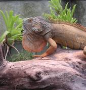 Male iguana in nuptuial colours