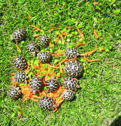 Baby star tortoises