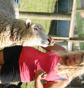 Feeding Rambo the sheep
