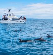 Guardian, our custom built vessel with the largest viewing deck in the Bay of Plenty.