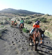 Muriwai Beach is Aboutriding Ltd Waimauku (0812) Horse Riding Coaches & Instructors 2_small