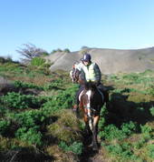 Muriwai Beach is Aboutriding Ltd Waimauku (0812) Horse Riding Coaches & Instructors 4_small