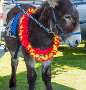 Ponies Plus Limited Tauranga (3110) Mobile Farm & Animals 2_small