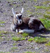 Ponies Plus Limited Tauranga (3110) Mobile Farm & Animals 4_small