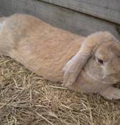 Ponies Plus Limited Tauranga (3110) Mobile Farm & Animals 5_small