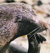 Abel Tasman Sailing Adventures Kaiteriteri (7197) Adventure 3_small