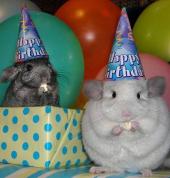 Best birthday parties for animal lovers