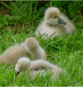 Katikati Bird Gardens Aongatete (3178) Cafes with kids Play Areas 1_small