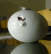 West Coast Wildlife Centre Franz Josef Glacier (7886) WildLife Parks 3_small