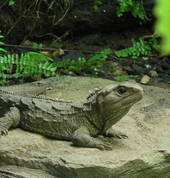 male tuatara