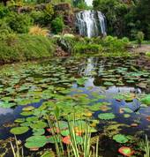 Wrights Water Gardens Patumahoe (2679) National Parks 1_small