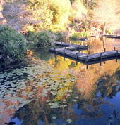 Wrights Water Gardens Patumahoe (2679) National Parks 2_small