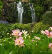 Wrights Water Gardens Patumahoe (2679) National Parks 4_small