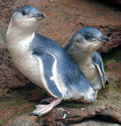 White flippered penguins, the largest colony of its kind is found at Pohatu bay.
