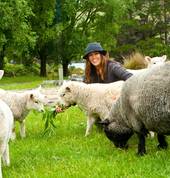 Pet sheep and pet lamb that we can feed by hand.