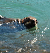 New Zealand fur seals breed at the bay, so many to see and pups in seasons.