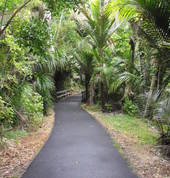 walk up to the Nikau pools