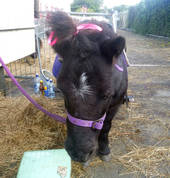 Little Ziggy from Pony Rides