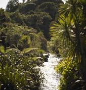 The bush and waterfall walk at Nikau Cave