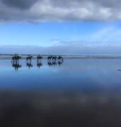 Muriwai Beach Horse Treks Muriwai Beach (0881) Outdoor & Adventure School Holiday Activities 4_small