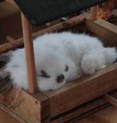 Bring a picnic, relax and meet our furry and feathered friends.