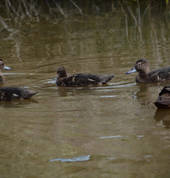 Pateke with ducklings