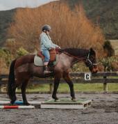 Littleriver Equestrian Wellington (6021) Horse Riding Schools 3_small