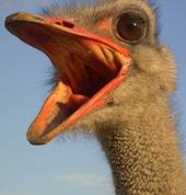 Hawkes Bay Farmyard Zoo Haumoana (4102) Zoos 2_small