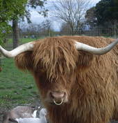 Hawkes Bay Farmyard Zoo Haumoana (4102) Zoos 5_small