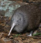 Kiwi at Auckland Zoo