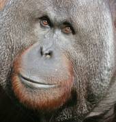 Orangutans at Auckland Zoo