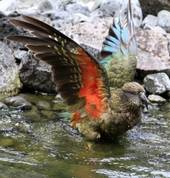 Kea at Te Wao Nui