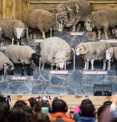 Rams at the lengendary Farm Show