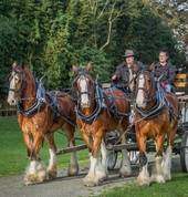 Authentic Clydesdale Wagon Ride