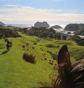Cape Farewell Horse Treks 2_small